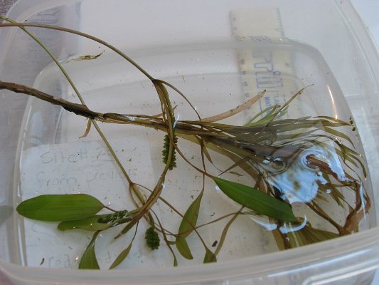 2-2ribbon-leaf_ pondweed fowers seeds fans of uw leaves